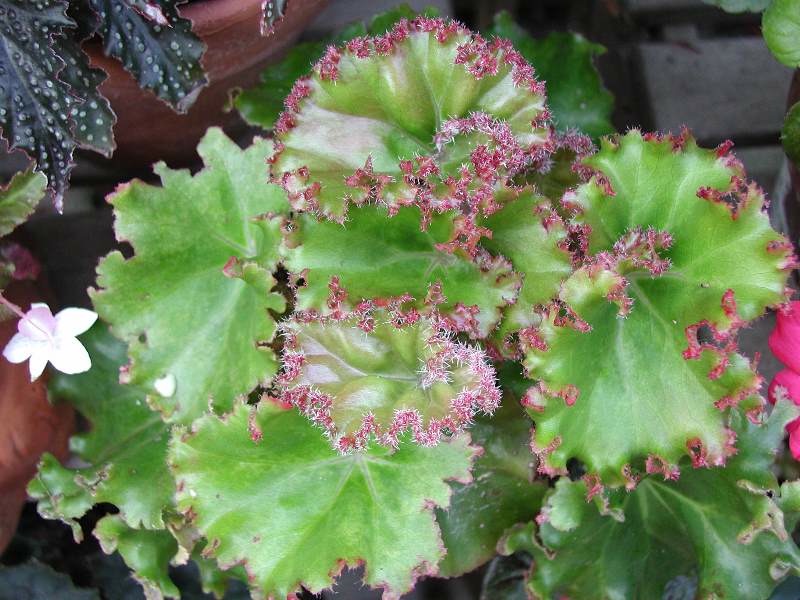 B. ‘Erythrophylla Bunchii’